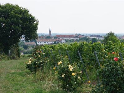 Rosen und Wein im Reiterpfad