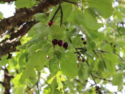 Obstwiese