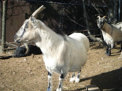 unsere Ziegen Lissi und Flecki