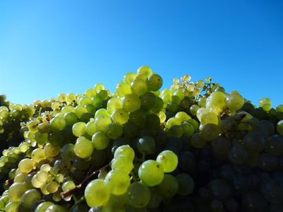 Weingut-Ferienwohnung Jungblut (7)