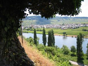 Blick aus der Weinlage Trittenheimer Apotheke