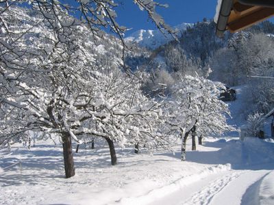 Apfelbäume in der Winterruhe