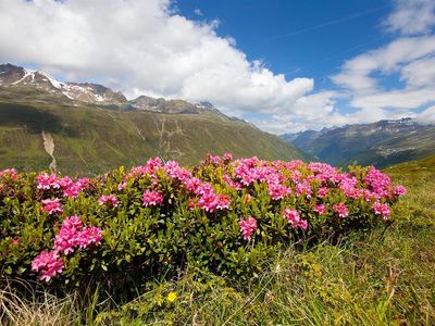 Alpenrosenblüte