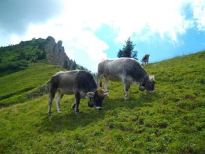 Unsere Tiere auf der Hochalpe