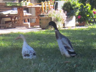 Unsere 2 Enten