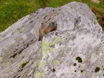 Murmeltier am Gletscher