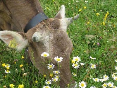 Die Nase in Kräutern und Gras