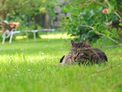 Nachbarkatze "Franz" im Garten