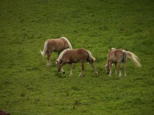 Pferde auf der Allgäuer Weide