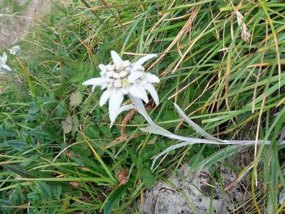 Edelweiss an der Höfats