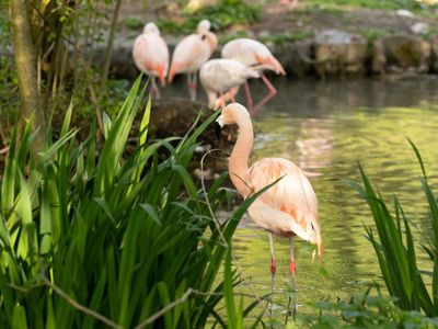 Flamingos in 5 Gehminuten
