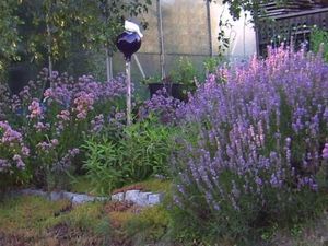 FW Auerbeck Garten/Lavendel