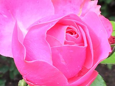 Bultmann's Hof Rose im Garten
