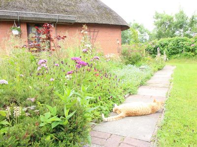 Sommerblumen und Kater Alfred