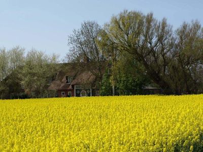 Rapsblüte vor dem Kastanienhof