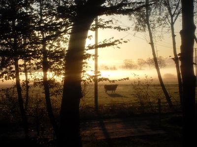 Kühe im Morgendunst