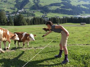 Kühe und Kälber hautnah erleben