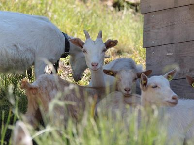 Echter Urlaub am Bauernhof