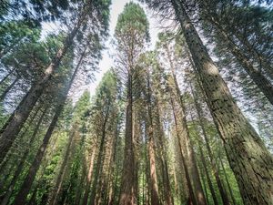 Der Mammutbaum-Wald bei Straßenhaus