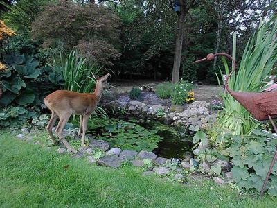 Reh im Garten