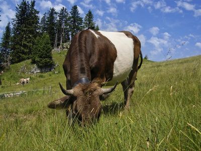 Vieh im Lochbach