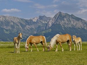 Urlaub auf dem Haflinger Hof im Allgäu