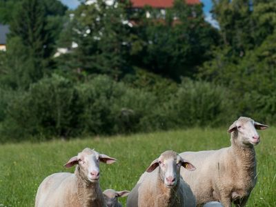 Bauernhoftiere