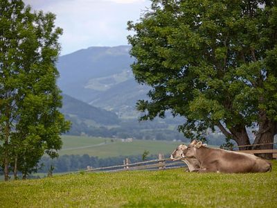 Moserhof - Kühe unter Ahorn mit Blick ins Tal
