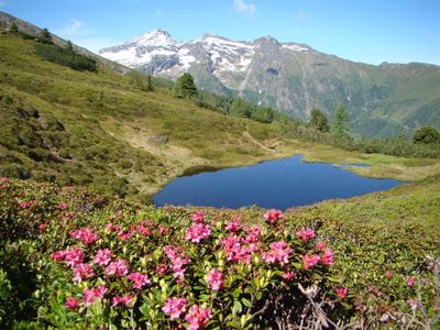 Moosbrugger_Aich_Bergsee mit Almrausch