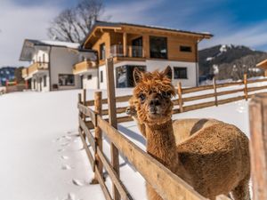 aussen mit alpaka ferienwohnung ahorn ramsau am da