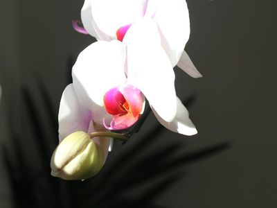 Orchidee