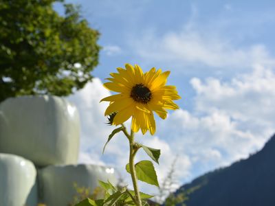 Wunderbar - Sonnenblume