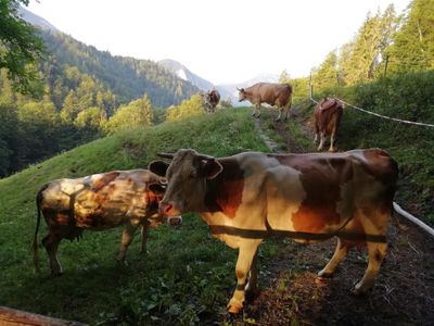 Unsere Kühe auf der Weide