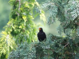 Amsel