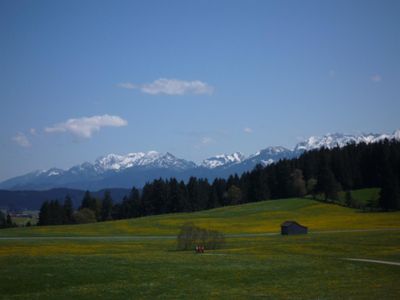 Aussicht Löwenzahnblüte