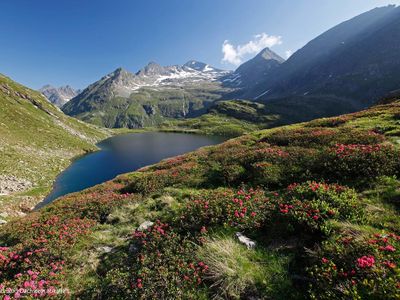 Wandern im Sommer Almrauschblüte