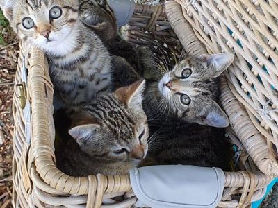 Unsere Katzenbabys im Korb