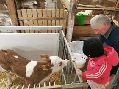 Hans und Lena beim Kälbchen tränken