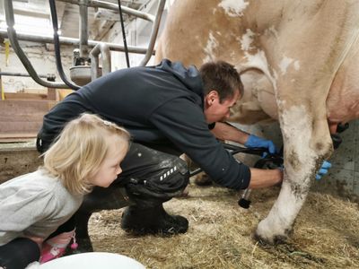 Martin und Lena beim Melken