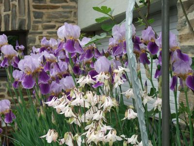 Frühling in der Gartenanlage