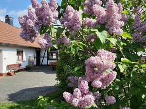 Fliederblüte