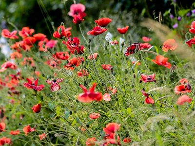 Mohn