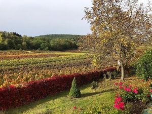 Ausblick Garten im Herbst