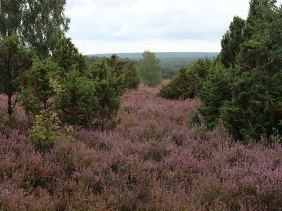 Heide und Wald soweit das Auge reicht