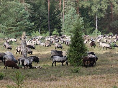 Heidschnuckenwanderung