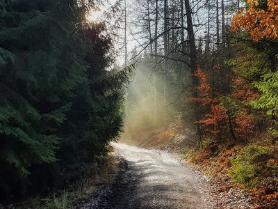 Waldidylle im Herbst