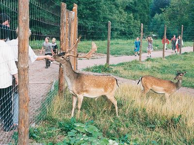 Wildpark Osterzgebirge