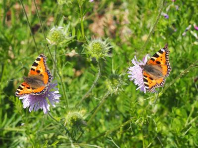 Kleine Füchse auf Witwenblume