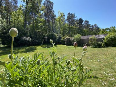 Blumen im Garten