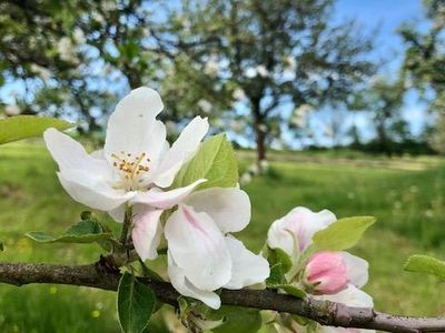 Obstwiese